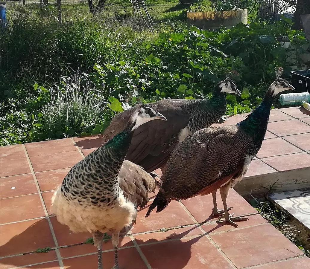 Finca Casa Halcon Almonte Spain