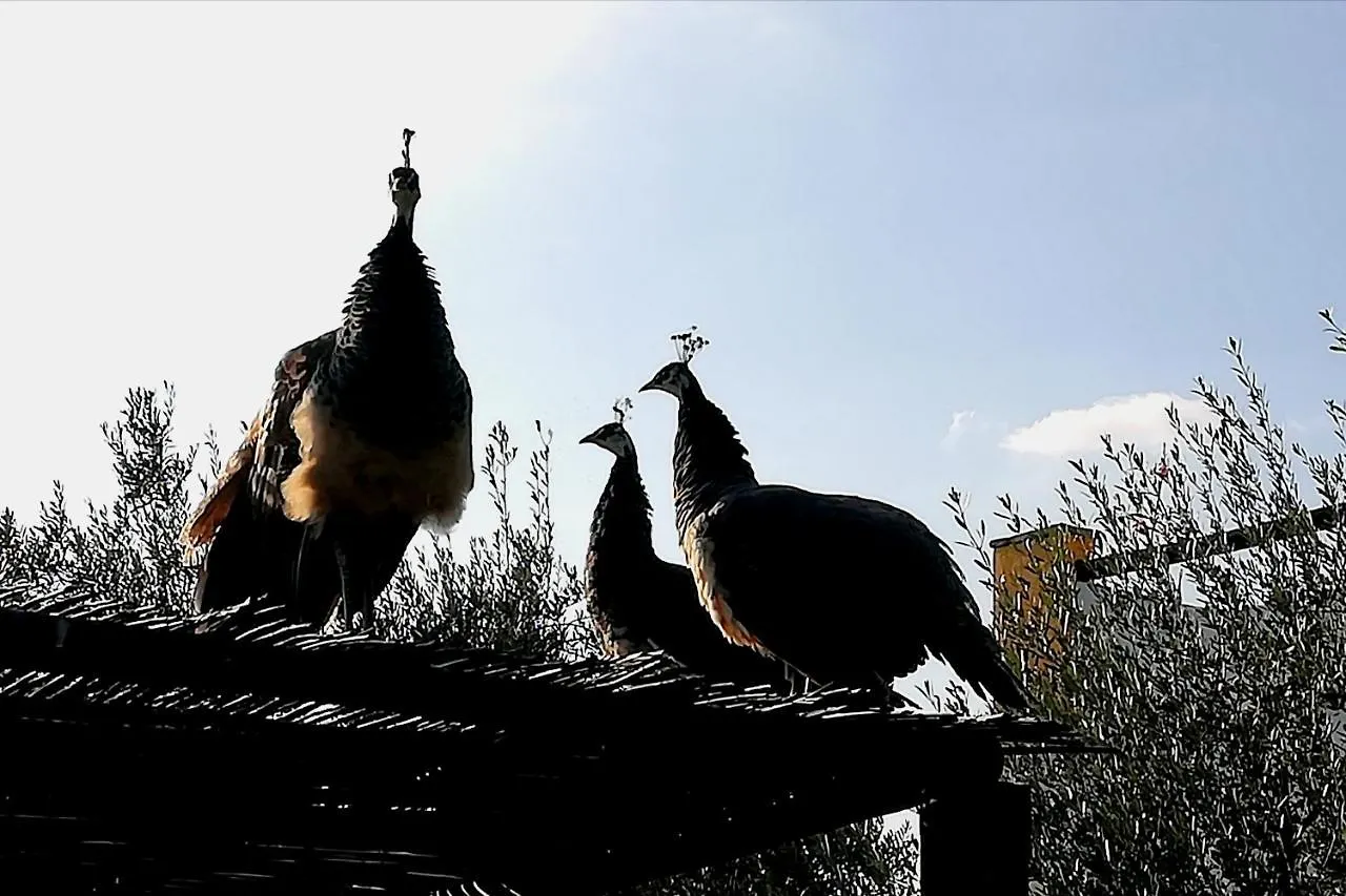 Finca Casa Halcon Almonte Spain