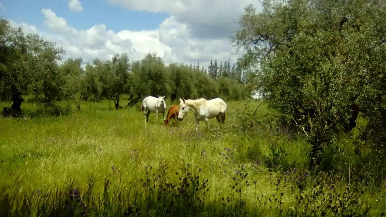 Farm stay Finca Casa Halcon Almonte